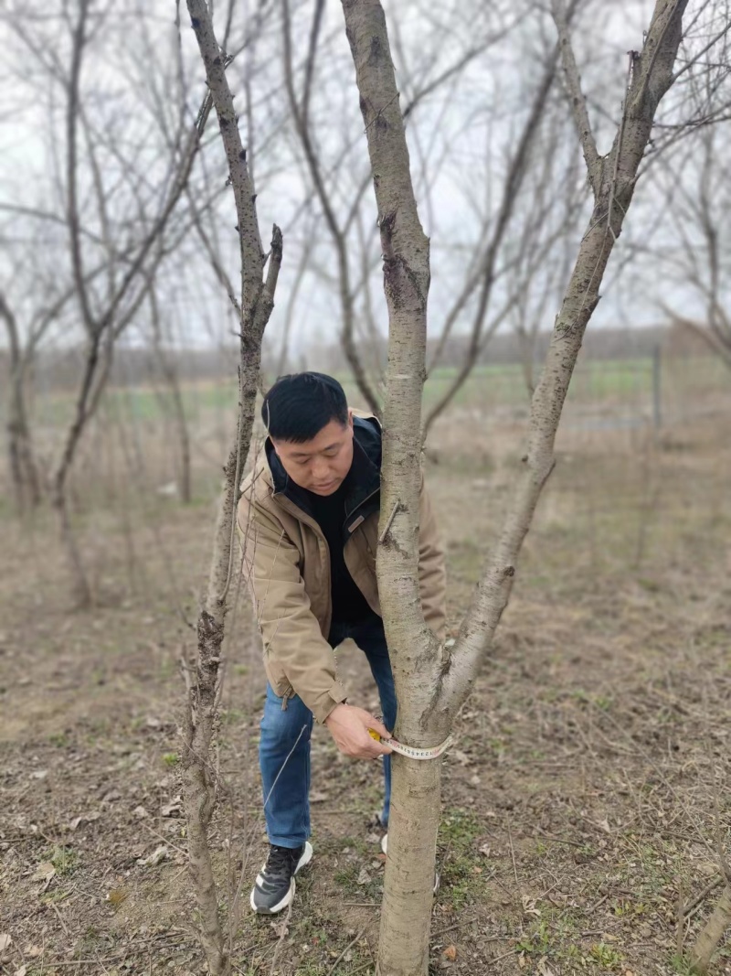 供1-6年桃树苗黄桃苗水蜜桃苗油桃