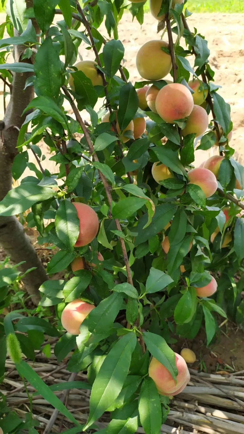 供1-6年桃树苗黄桃苗水蜜桃苗油桃