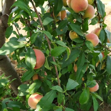 供1-6年桃树苗黄桃苗水蜜桃苗油桃