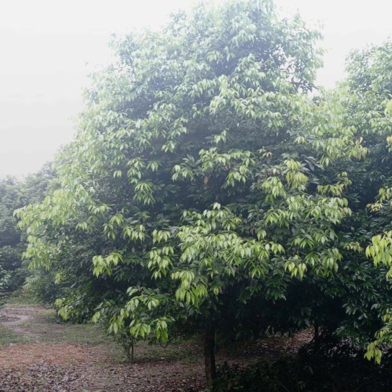 天竺桂，原生大冠幅，优质黑土，根系发达易存活，枝繁叶茂