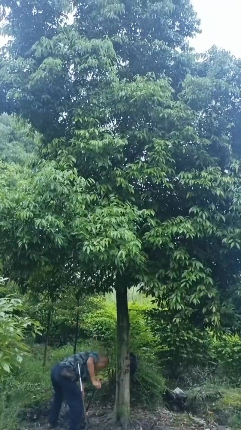 天竺桂，原生大冠幅，优质黑土，根系发达易存活，枝繁叶茂