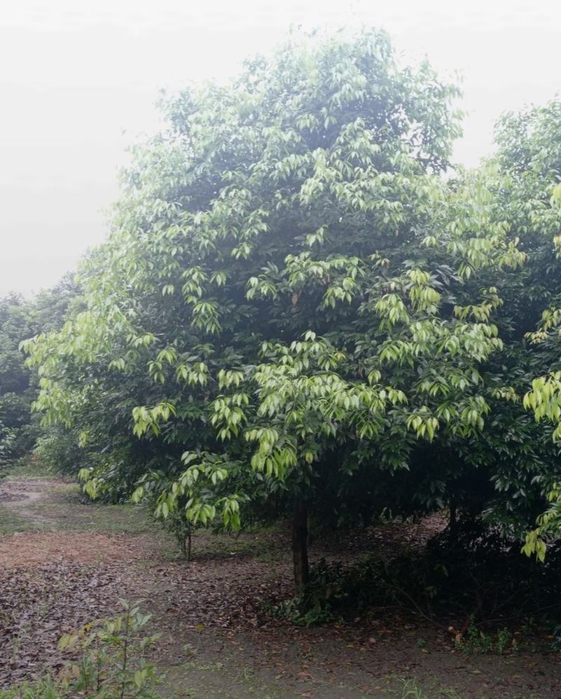 天竺桂，原生大冠幅，优质黑土，根系发达易存活，枝繁叶茂