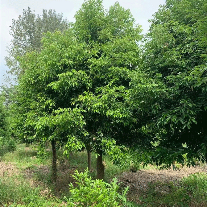 天竺桂，原生大冠幅，优质黑土，根系发达易存活，枝繁叶茂