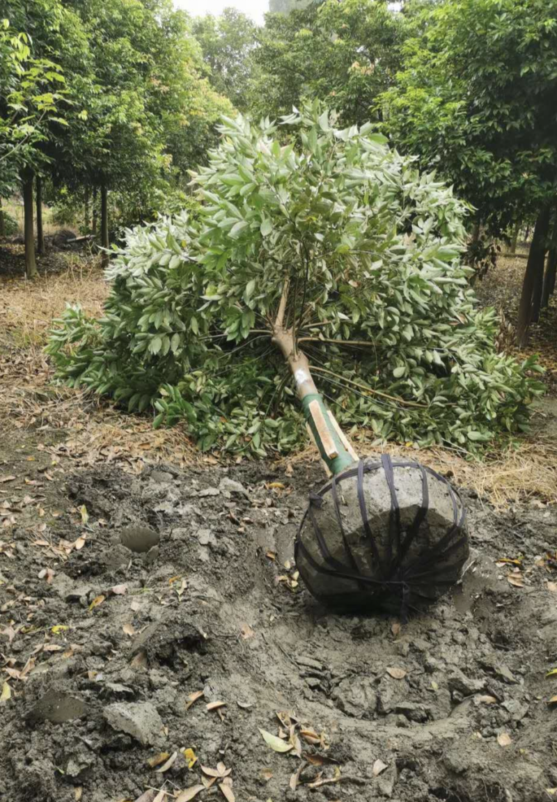 天竺桂，原生大冠幅，优质黑土，根系发达易存活，枝繁叶茂