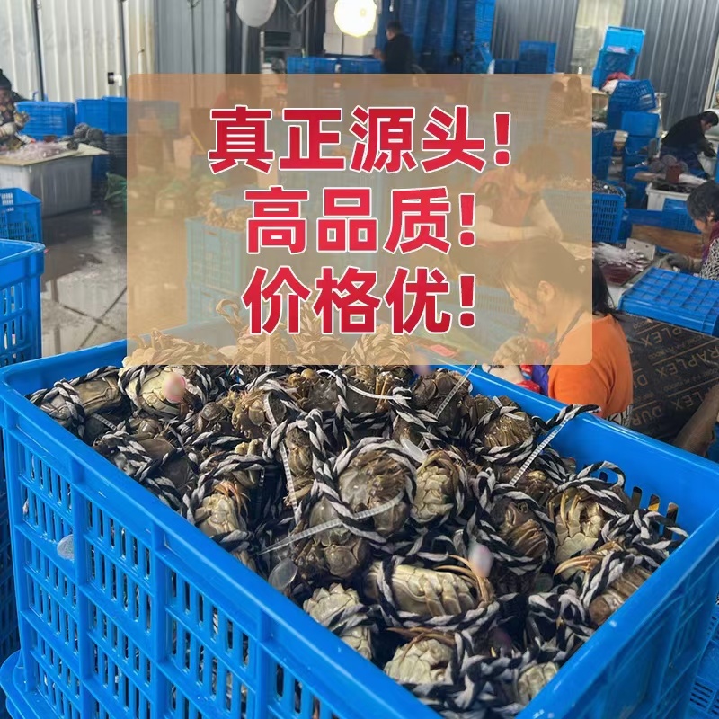 苏霸王阳澄湖大闸蟹25年新品上市送礼**企业团购集采劵卡