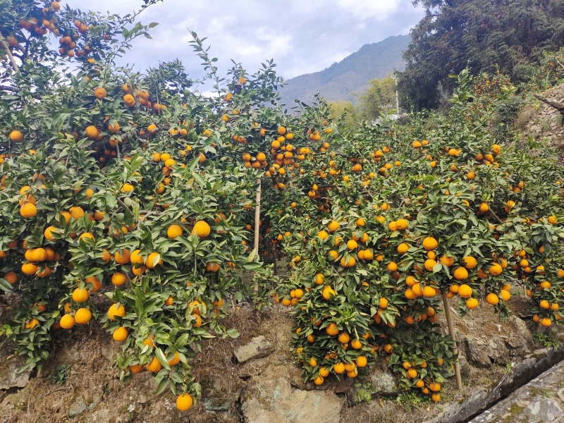 石棉黄果柑