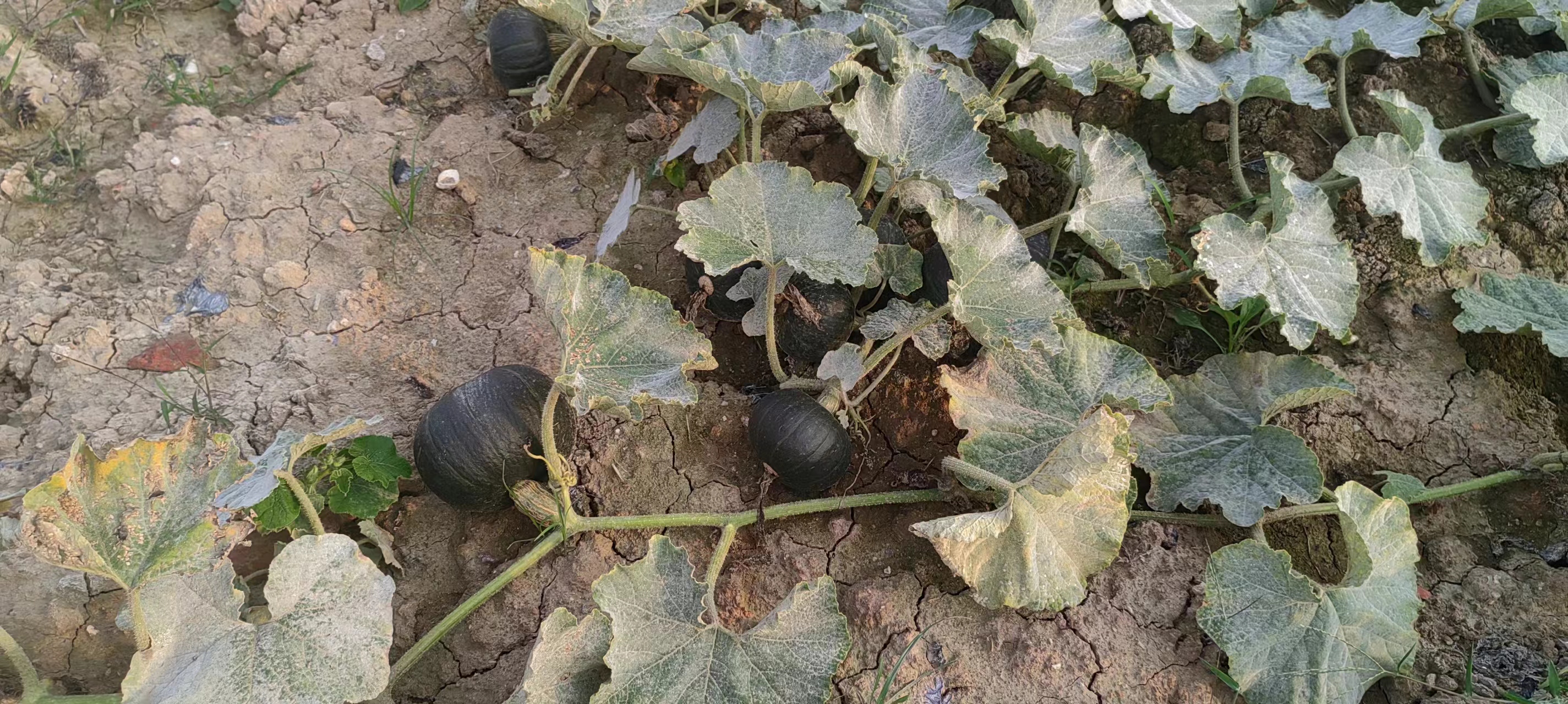 左侧为未整枝的贝贝南瓜田,植株密集、叶片重叠、几乎无可见果实;右侧为科学整枝后的田块,植株分布均匀、通风良好、多个果实清晰可见,地面铺设黑色地膜 贝贝南瓜田间长势对比图