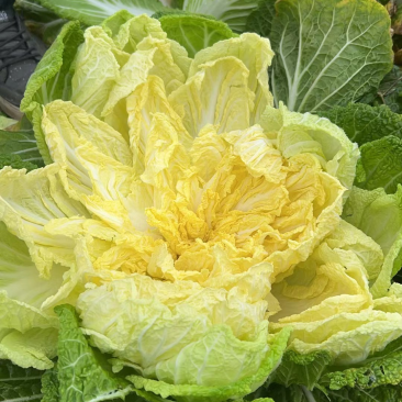 【优选商家】湖北利川黄心白菜大量现货供应,欢迎来电订购