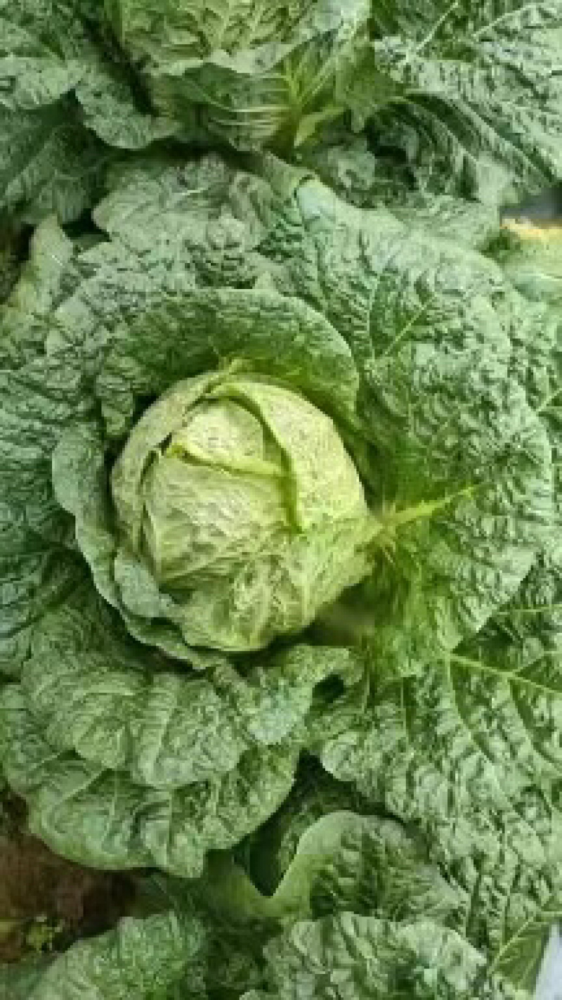 【优选商家】湖北利川黄心白菜大量现货供应，欢迎来电订购