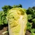 【优选商家】湖北利川黄心白菜大量现货供应,欢迎来电订购