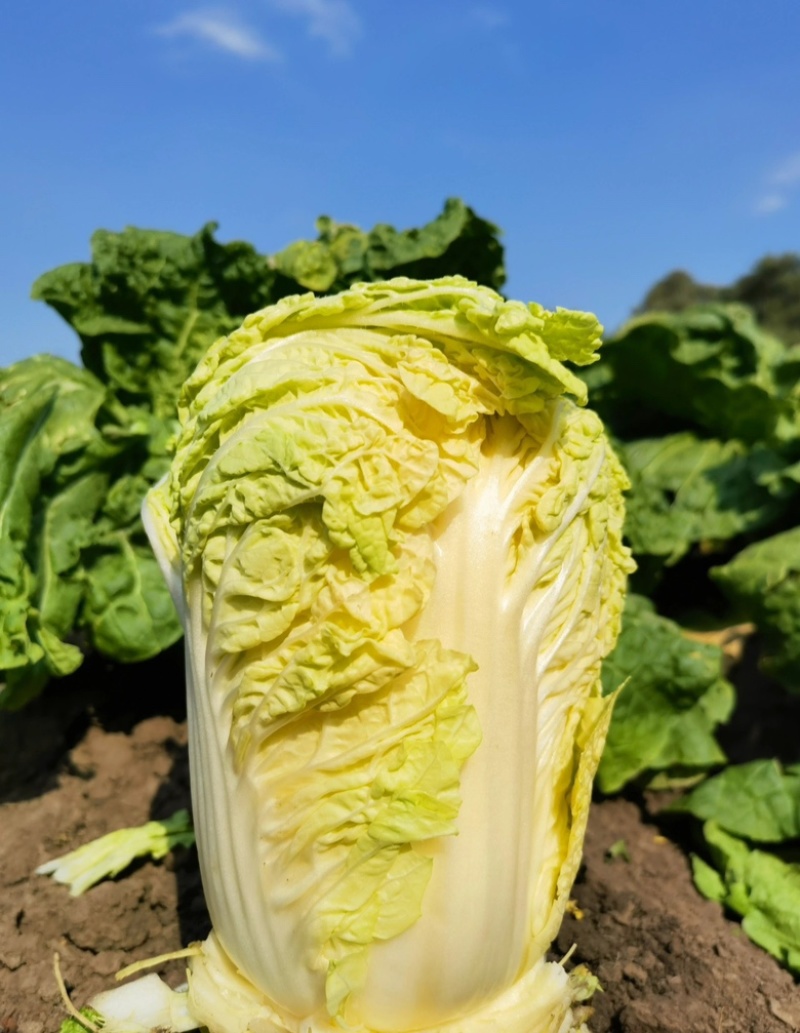 【优选商家】湖北利川黄心白菜大量现货供应，欢迎来电订购