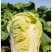 【优选商家】湖北利川黄心白菜大量现货供应,欢迎来电订购