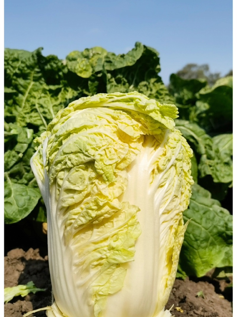 【优选商家】湖北利川黄心白菜大量现货供应，欢迎来电订购