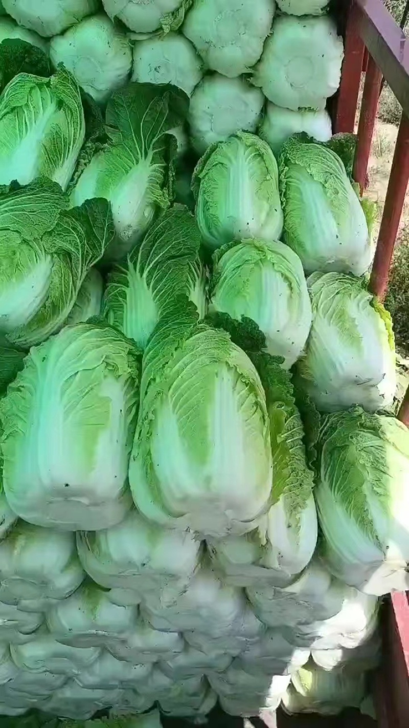 【优选商家】湖北利川黄心白菜大量现货供应，欢迎来电订购