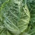【优选商家】湖北利川黄心白菜大量现货供应,欢迎来电订购