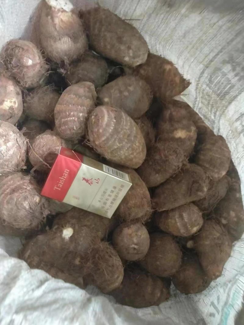 【推荐】山东芋头品质保证一手货源对接市场商超电商