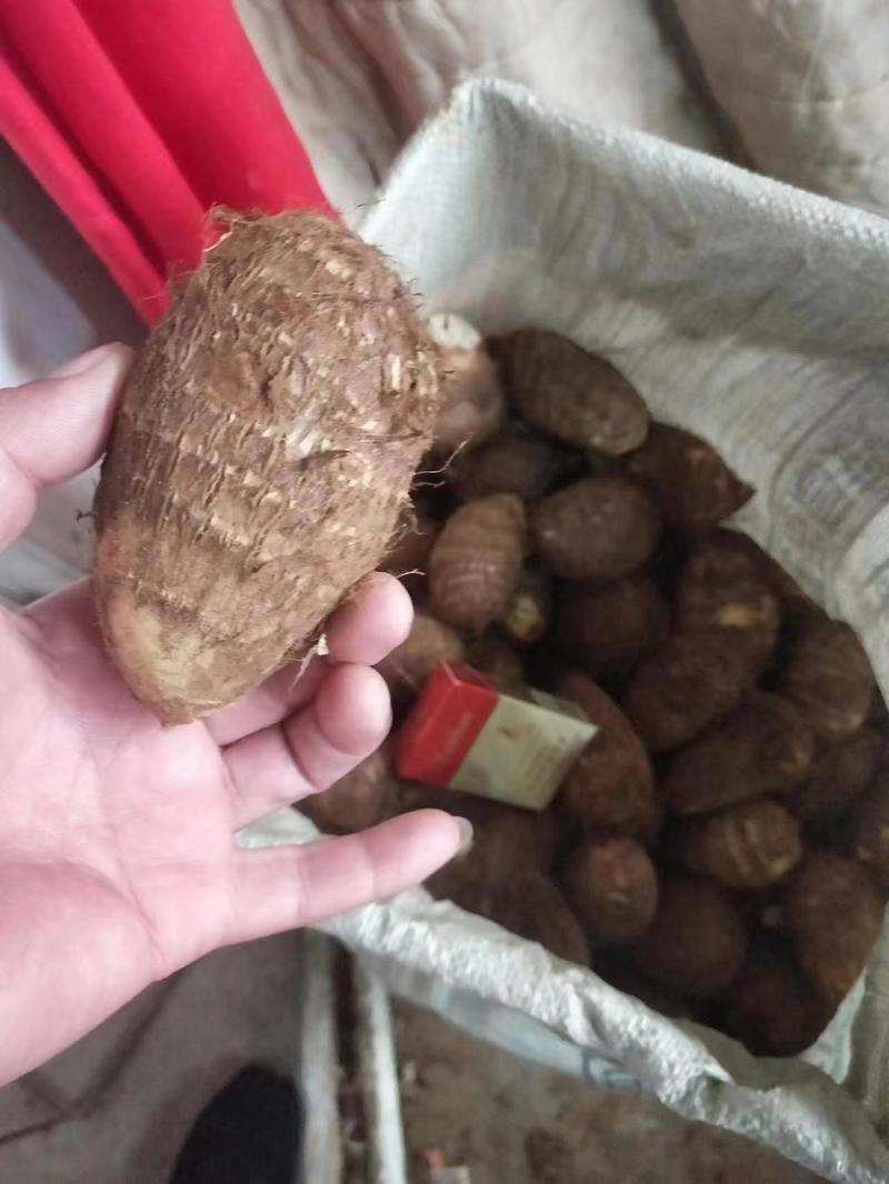 【推荐】山东芋头品质保证一手货源对接市场商超电商