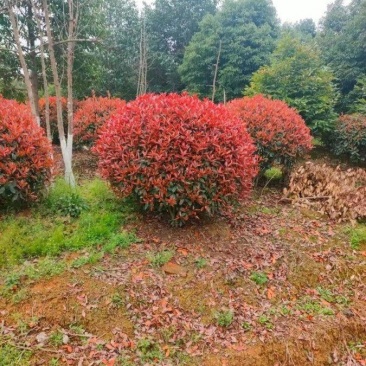 红叶石楠球1.21.51.8米，基地苗圃一手资源批发