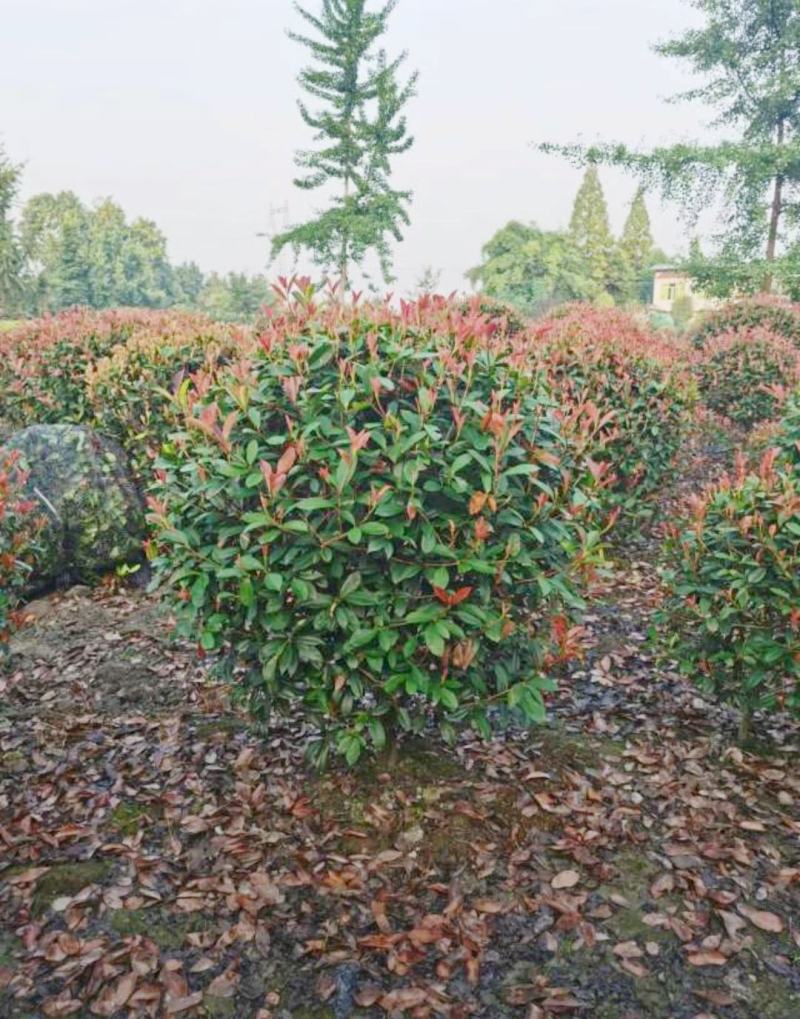 红叶石楠球1.21.51.8米，基地苗圃一手资源批发