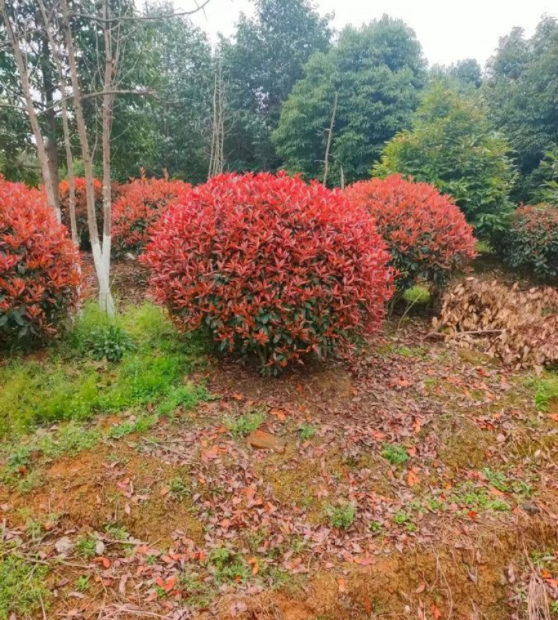 红叶石楠球1.21.51.8米，基地苗圃一手资源批发