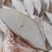 鳕鱼扁鳕鱼切片3片/斤肉质细嫩清蒸香煎酒店餐厅批发