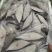 鳕鱼扁鳕鱼切片3片/斤肉质细嫩清蒸香煎酒店餐厅批发