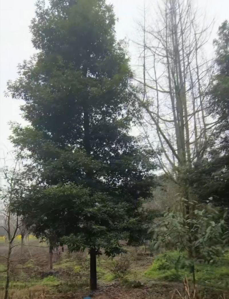 基地大量供应小叶桢楠金丝楠木树形优美