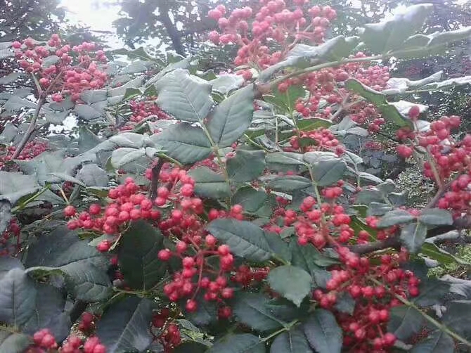 翠红椒成熟果实特写