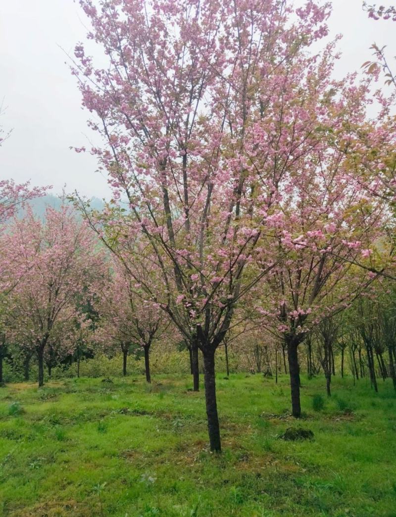 晚樱3-12公分苗圃基地大量供应规格齐全