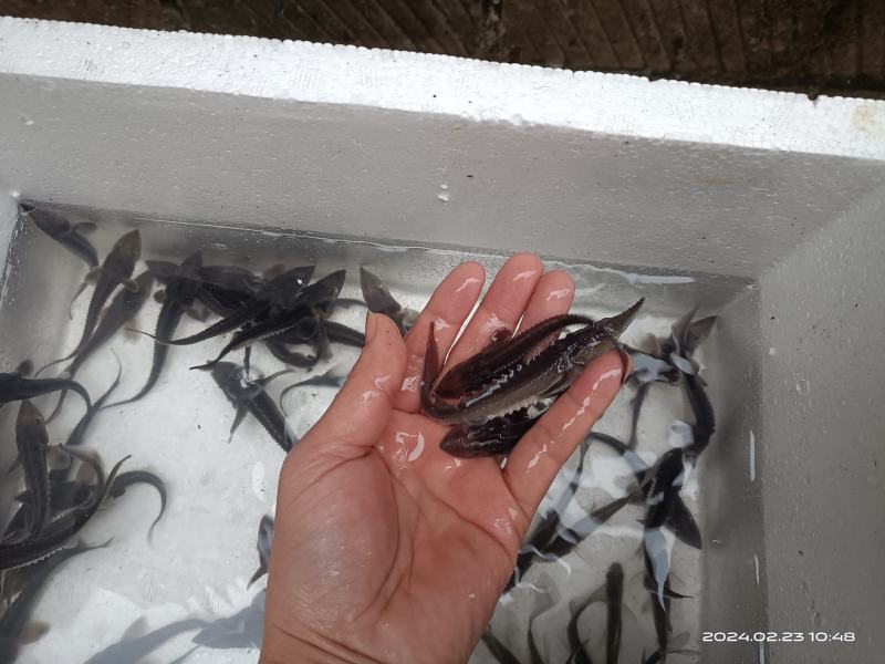 白鲟金鲟银鲟低栖动物为主，食性广，主要吃食摇蚊幼虫