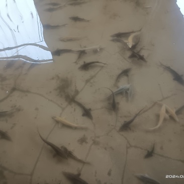 白鲟金鲟银鲟低栖动物为主，食性广，主要吃食摇蚊幼虫