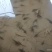 白鲟金鲟银鲟低栖动物为主，食性广，主要吃食摇蚊幼虫