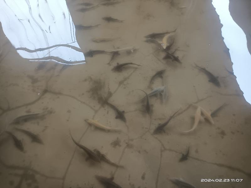 白鲟金鲟银鲟低栖动物为主，食性广，主要吃食摇蚊幼虫