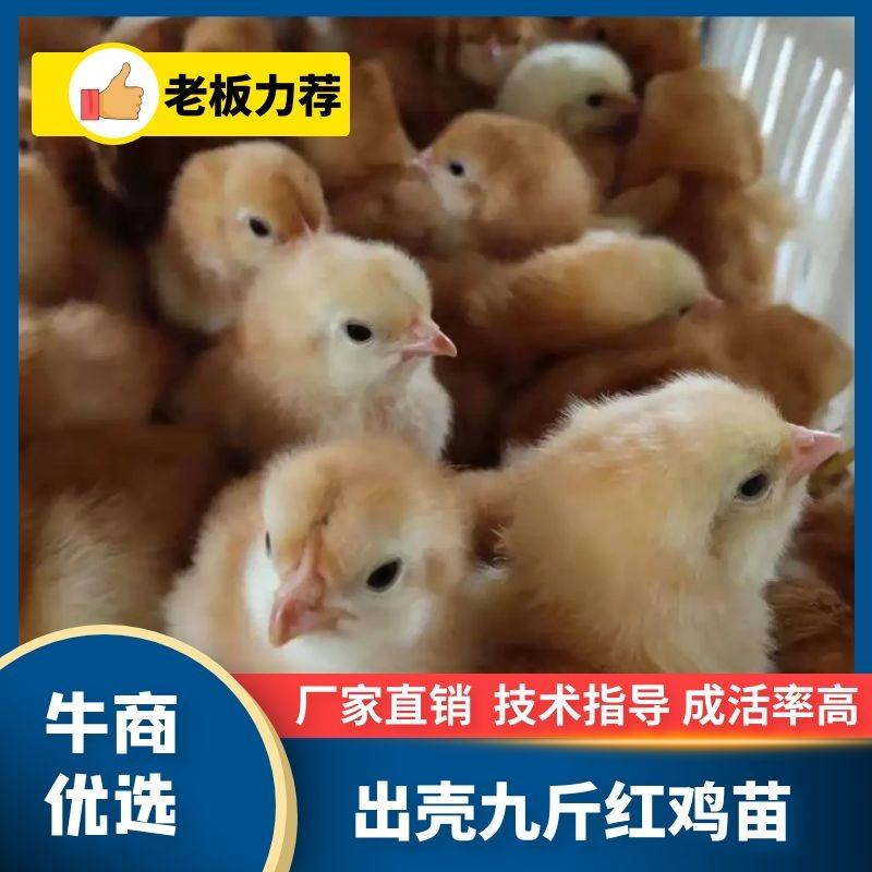 贵州铜仁思南县，土鸡基地，大量有货，量大可优惠。