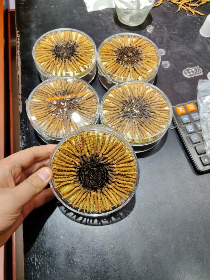 冬虫夏草那曲野生精品，礼盒装，送礼自用，原产地批发零售