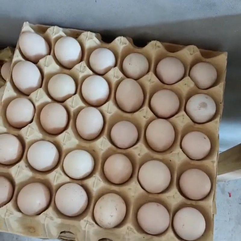 精品鸡蛋大量供应养殖场直发量大从优欢迎咨询