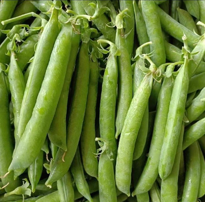 中豌九号青豌豆角长寿仁豌豆荚鲜双十一号甜豌豆尖颗粒饱满