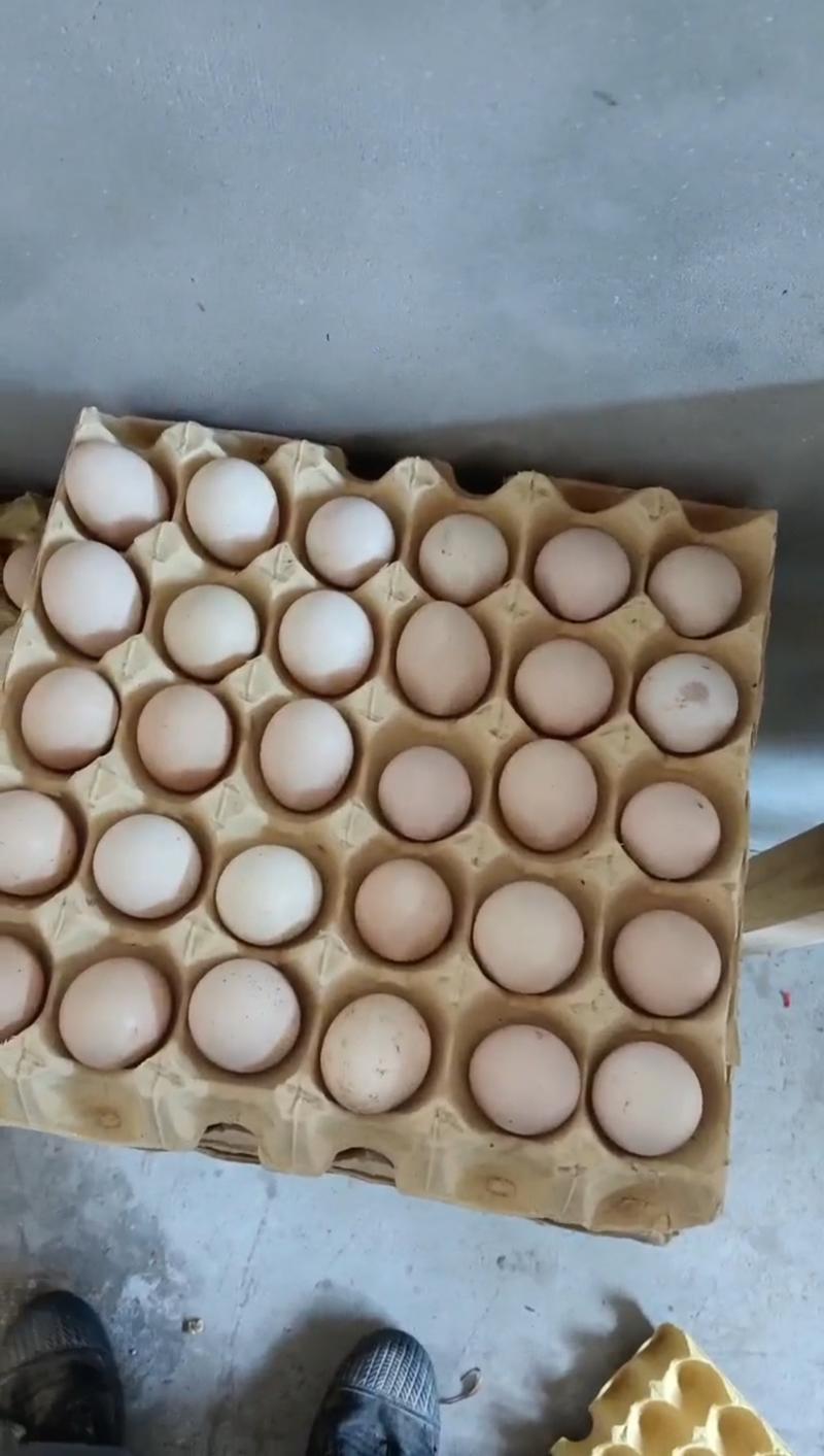 精品鸡蛋大量供应养殖场直发量大从优欢迎咨询