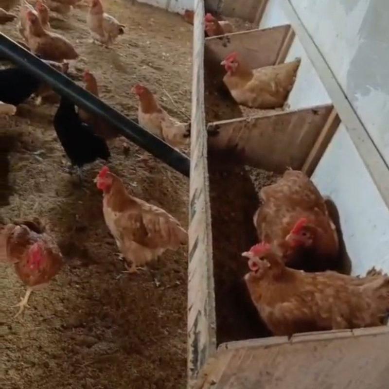 老母鸡活鸡养殖场直发全国供应欢迎咨询可长期合作