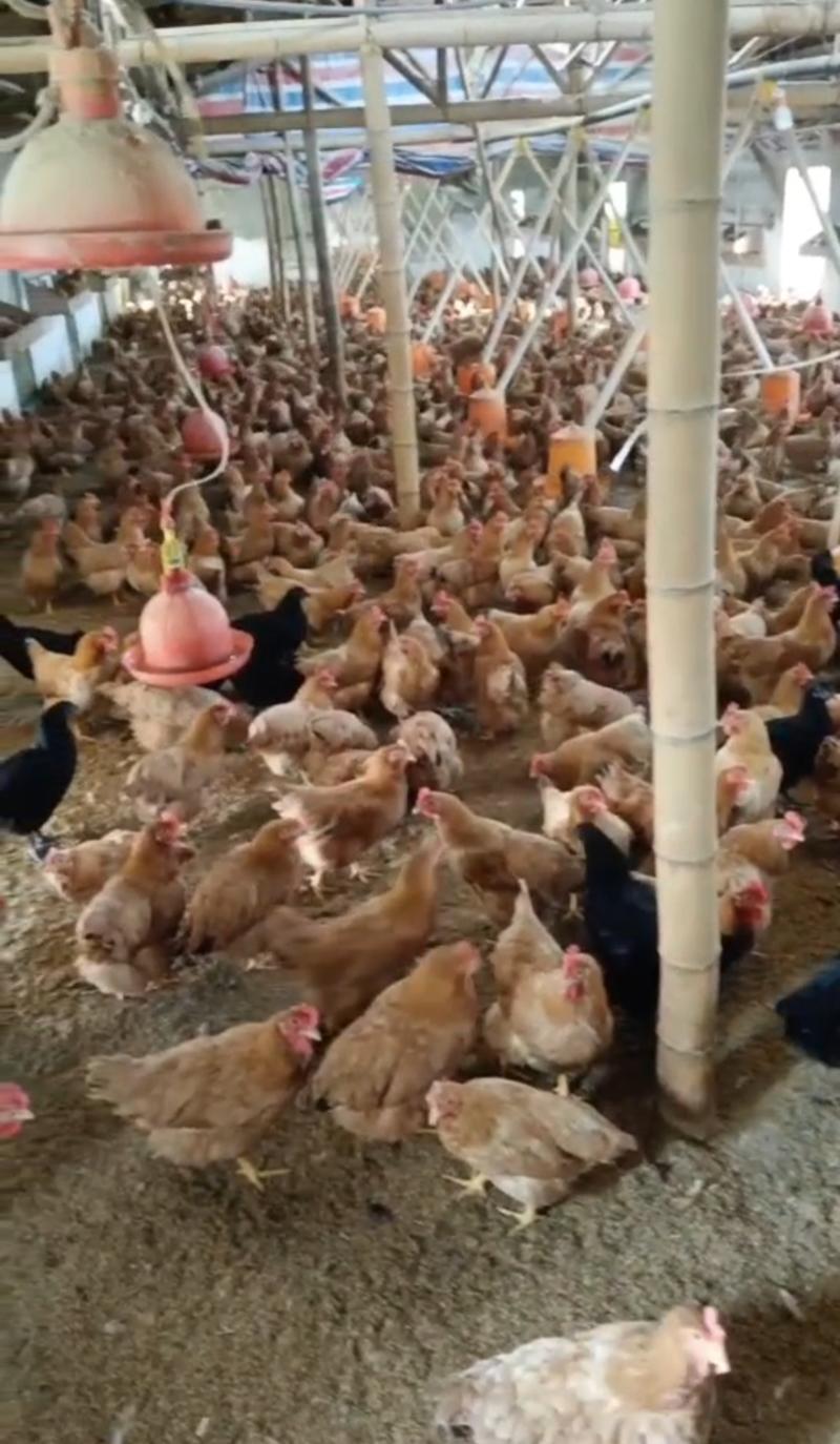 老母鸡活鸡养殖场直发全国供应欢迎咨询可长期合作