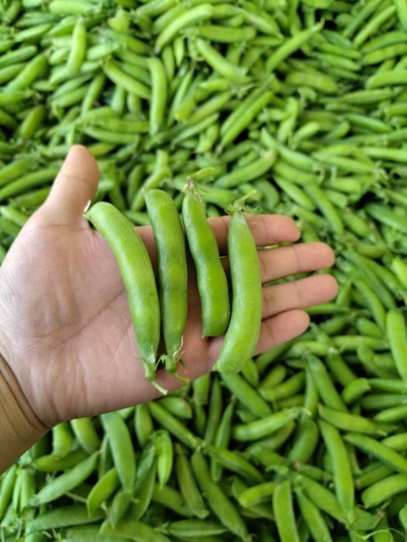 长寿仁豌豆荚新鲜采摘中豌9号豌豆角双十一豌豆尖颗粒饱满