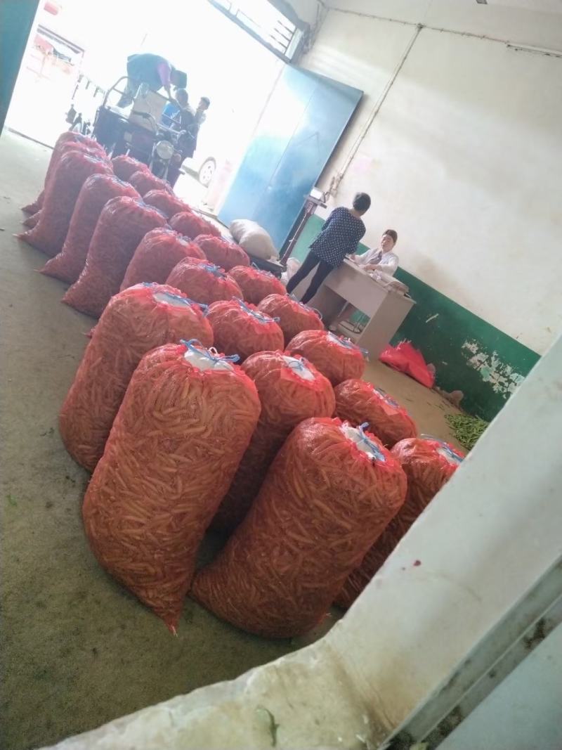 长寿仁豌豆荚新鲜采摘中豌9号豌豆角双十一豌豆尖颗粒饱满
