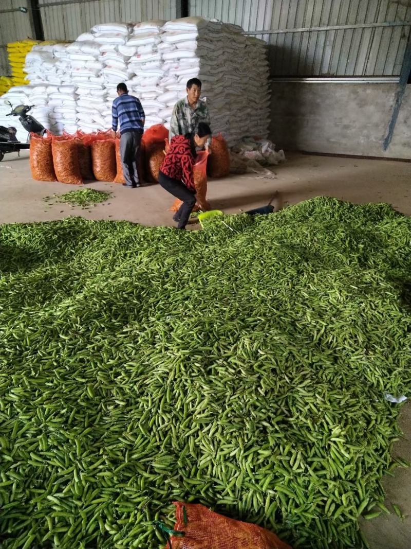 长寿仁豌豆荚新鲜采摘中豌9号豌豆角双十一豌豆尖颗粒饱满