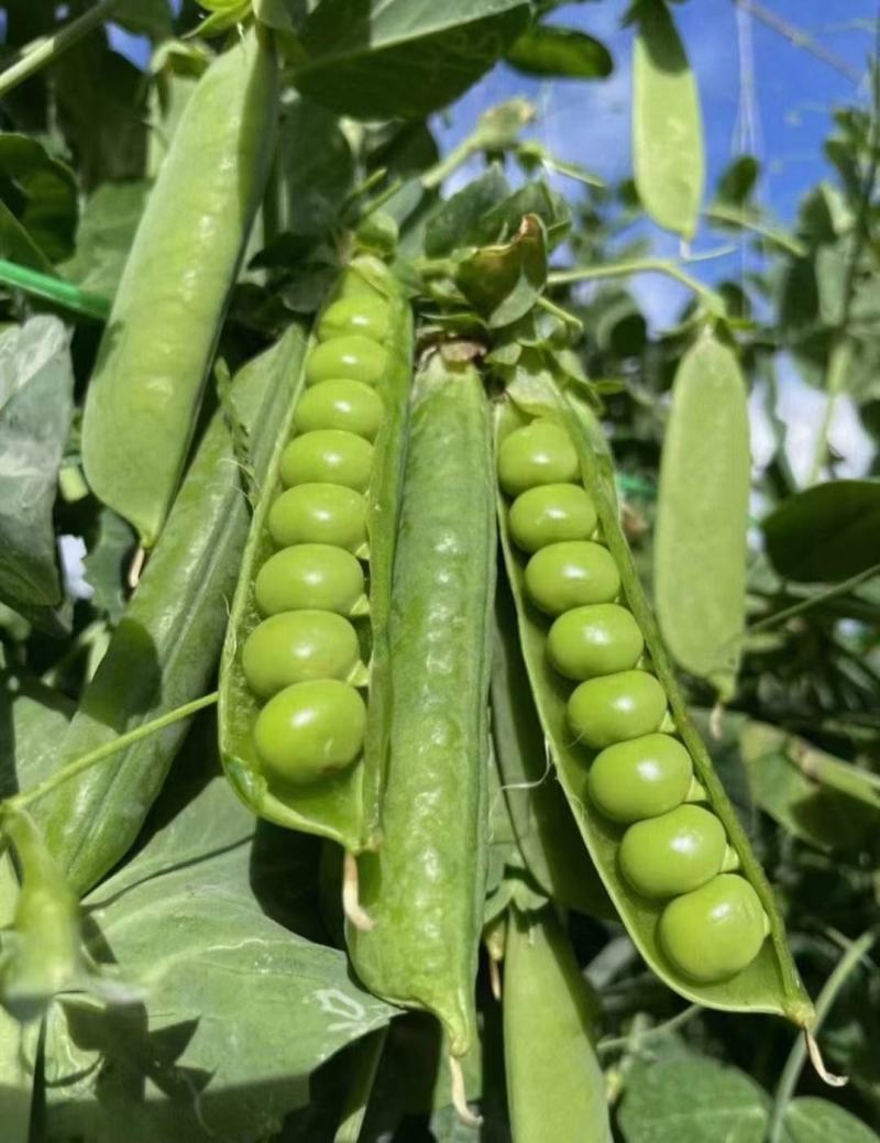 长寿仁豌豆荚新鲜采摘中豌9号豌豆角双十一豌豆尖颗粒饱满