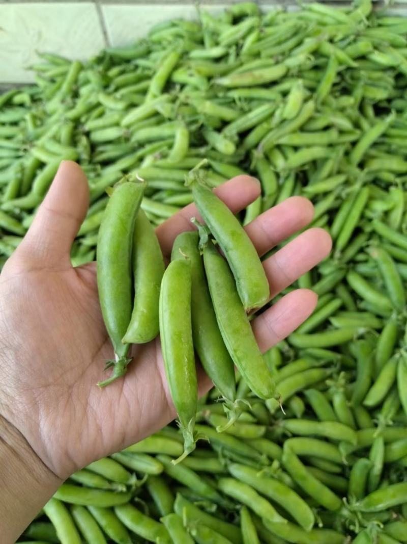 长寿仁豌豆荚新鲜采摘中豌9号豌豆角双十一豌豆尖颗粒饱满