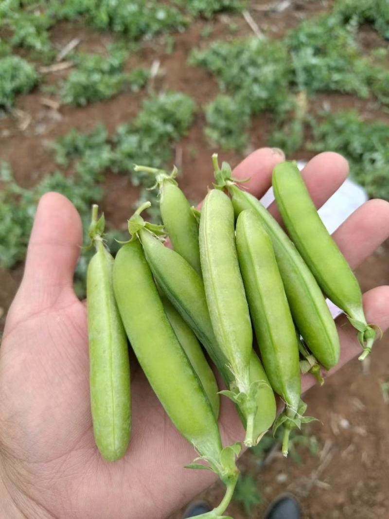 长寿仁豌豆荚新鲜采摘中豌9号豌豆角双十一豌豆尖颗粒饱满