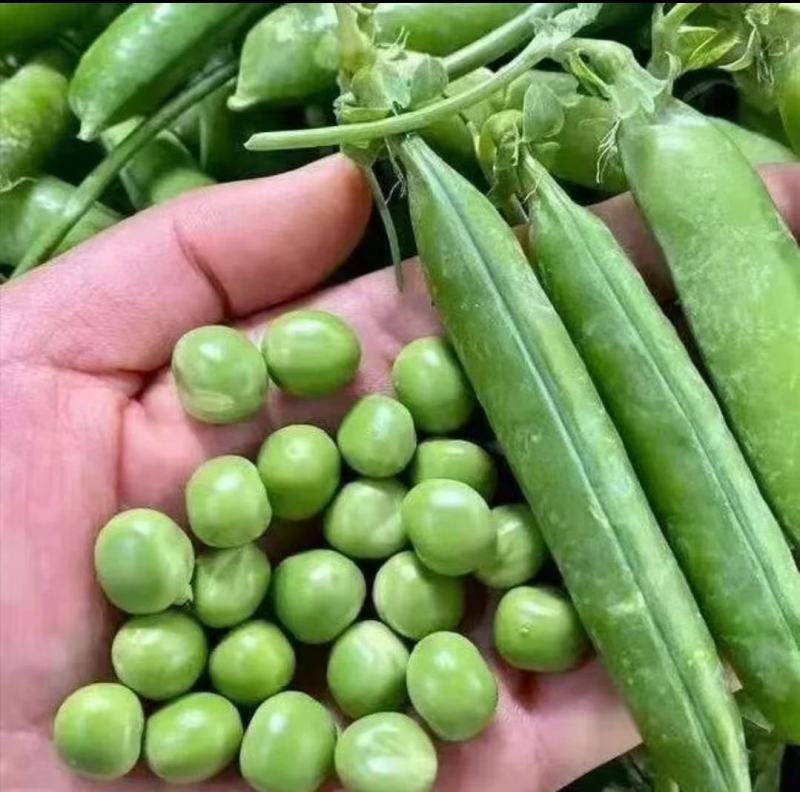 长寿仁豌豆荚新鲜采摘中豌9号豌豆角双十一豌豆尖颗粒饱满
