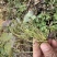 天葵子紫背天葵千年老鼠屎咽炎灭火器
