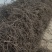 何首乌苗何首乌秧苗何首乌藤零售批发提供种植技术