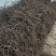 何首乌苗何首乌秧苗何首乌藤零售批发提供种植技术